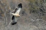 Aigle bott, Hieraaetus pennatus