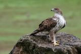 Aigle de Bonelli, Aquila fasciata