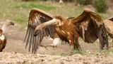 Vautour fauve, Gyps fulvus