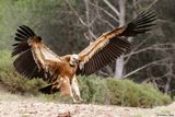 Vautour fauve, Gyps fulvus