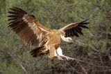 Vautour fauve, Gyps fulvus