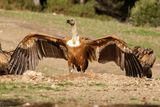 Vautour fauve, Gyps fulvus
