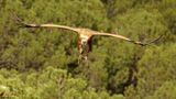 Vautour fauve, Gyps fulvus