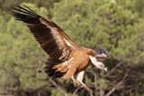 Vautour fauve, Gyps fulvus
