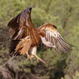 Vautour fauve, Gyps fulvus