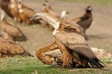 Vautour fauve, Gyps fulvus