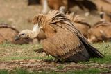 Vautour fauve, Gyps fulvus