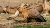 Vautour fauve, Gyps fulvus