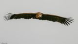 Vautour moine, Aegypius monachus