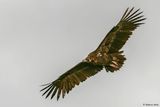 Vautour moine, Aegypius monachus