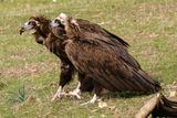 Vautour moine, Aegypius monachus