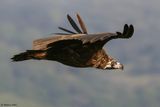 Vautour moine, Aegypius monachus