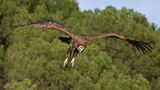 Vautour moine, Aegypius monachus