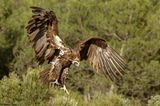 Vautour moine, Aegypius monachus