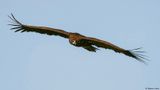 Vautour moine, Aegypius monachus
