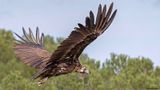 Vautour moine, Aegypius monachus