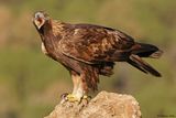 Aigle royal, Aquila chrysaetos homeyeri