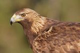 Aigle royal, Aquila chrysaetos homeyeri