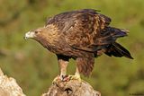 Aigle royal, Aquila chrysaetos homeyeri