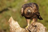 Aigle royal, Aquila chrysaetos homeyeri