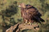Aigle royal, Aquila chrysaetos homeyeri