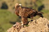 Aigle royal, Aquila chrysaetos homeyeri