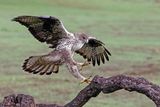 Aigle de Bonelli, Aquila fasciata