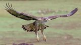 Aigle de Bonelli, Aquila fasciata