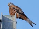 Milan royal, Milvus milvus