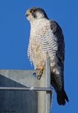 Faucon plerin, Falco peregrinus