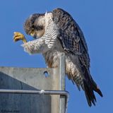Faucon plerin, Falco peregrinus