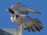 Faucon plerin, Falco peregrinus