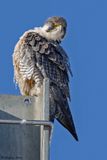 Faucon plerin, Falco peregrinus
