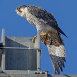 Faucon plerin, Falco peregrinus