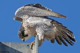 Faucon plerin, Falco peregrinus