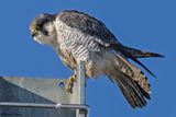 Faucon plerin, Falco peregrinus
