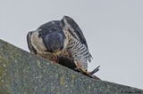 Faucon plerin, Falco peregrinus