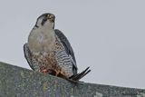 Faucon plerin, Falco peregrinus