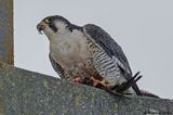 Faucon plerin, Falco peregrinus