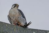 Faucon plerin, Falco peregrinus
