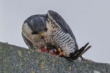 Faucon plerin, Falco peregrinus