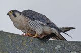 Faucon plerin, Falco peregrinus