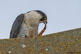 Faucon plerin, Falco peregrinus