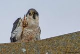 Faucon plerin, Falco peregrinus
