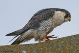 Faucon plerin, Falco peregrinus