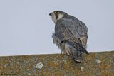 Faucon plerin, Falco peregrinus