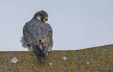 Faucon plerin, Falco peregrinus