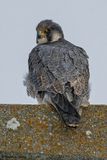 Faucon plerin, Falco peregrinus