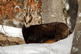 Chamois, Rupicapra rupicapra