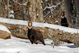 Chamois, Rupicapra rupicapra
